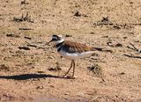 KILLDEER . THE RIPARIAN PRESERVE . GILBERT . ARIZONA . USA . 25.3.24.jpg