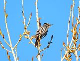 LADDER-BACKED WOODPECKER . LAYTON LAKES PARK . GILBERT . ARIZONA . USA . 18.3.24.jpg