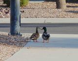 MALLARD . LAYTON LAKES PARK . GILBERT . ARIZONA . USA . 18.3.24.jpg