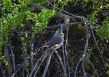 NORTHERN MOCKINGBIRD . THE RIPARIAN PRESERVE . GILBERT . ARIZONA . USA . 25.3.24.jpg