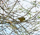 ORANGE-CROWNED WARBLER . LAYTON LAKES PARK . GILBERT . ARIZONA . USA . 26.3.24.jpg