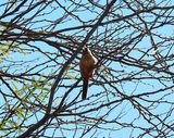 PYRRHULOXIA ( Female ) . SWEETWATER . TUCSON . ARIZONA . USA . 19.3.24.jpg