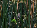 RED-WINGED BLACKBIRD ( Female ) . THE RIPARIAN PRESERVE . GILBERT . ARIZONA . USA . 23,3,24.jpg