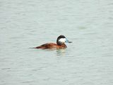 RUDDY DUCK . THE RIPARIAN PRESERVE . GILBERT . ARIZONA . USA . 23.3.24..jpg