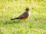 SAY`S PHOEBE . LAYTON LAKES PARK . GILBERT . ARIZONA . USA . 26.3.24.jpg
