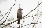 SONG SPARROW . THE RIPARIAN PRESERVE . GILBERT . ARIZONA . USA . 23.3.24.jpg