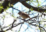 SONG SPARROW . THE RIPARIAN PRESERVE . GILBERT . ARIZONA . USA . 25.3.24.jpg