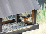 SPOTTED TOWHEE . THE SANTA RITA LODGE . ARIZONA . USA . 18.3.24.jpg