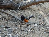 SPOTTED TOWHEE . THE SANTA RITA LODGE . ARIZONA . USA . 19.3.24.jpg