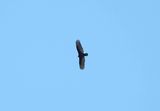 TURKEY VULTURE . THE TONTO NATIONAL PARK . ARIZONA . USA . 20.3.24.jpg