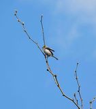VERDIN . THE RIPARIAN PRESERVE . GILBERT . ARIZONA . USA . 25.3.24.jpg
