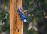WHITE-BREASTED NUTHATCH . THE SANTA RITA LODGE . ARIZONA . USA . 18.3.24..jpg