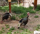 WILD TURKEY . THE SANTA RITA LODGE . ARIZONA . USA . 18.3.24.jpg