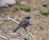 YELLOW-EYED JUNCO . THE SANTA RITA LODGE . ARIZONA . USA . 18.3.24.jpg