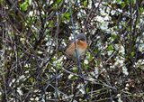 WESTERN SUBALPINE WARBLER . PORTLAND BILL . DORSET . 17/4/24