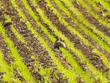 GREY PARTRIDGE . SALISBURY PLAIN . WILTSHIRE . 23.4.24.jpg