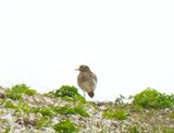 STONE CURLEW . SALISBURY PLAIN . WILTSHIRE . 23 . 4 . 24.jpg