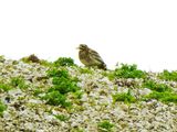 STONE CURLEW . SALISBURY PLAIN . WILTSHIRE . 23.4.24.jpg
