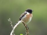 COMMON STONECHAT . BEESANDS LEY . DEVO . 24 . 4 . 24.jpg