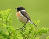 COMMON STONECHAT . BEESANDS LEY . DEVON . 24.4.24.jpg