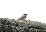 TREE SPARROW . MARLBOROUGH DOWN . WILTSHIRE . 23.4.24.jpg