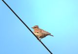 WOODLARK . DUNCHIDEOCK . DEVON . 25 . 4 . 24.jpg
