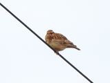 WOODLARK . DUNCHIDEOCK . DEVON . 25 . 4 . 2024.jpg