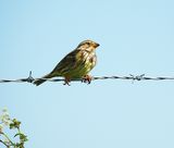 CORN BUNTING . SALISBURY PLAIN . WILTSHIRE . 30 . 4 . 24.jpg