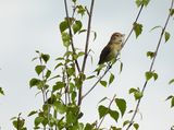 GARDEN WARBLER . YARNER WOOD . DEVON . 1.5.24.jpg