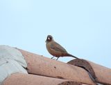 ABERT`S TOWEE . LAYTON LAKES PARK . GILBERT . ARIZONA . 15 . 3 . 24.jpg