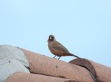 ABERT`S TOWEE . LAYTON LAKES PARK . GILBERT . ARIZONA . U.S.A . 15 . 3 . 24.jpg