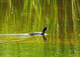 AMERICAN COOT . SWEETWATER . TUCSON ARIZONA . USA . 19.3.24.jpg