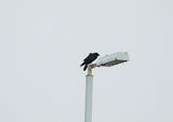 AMERICAN CROW . FLAGSTAFF . ARIZONA . U.S.A . 15 . 3 . 24.jpg