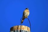 AMERICAN KESTREL . THE RIPARIAN PRESERVE . GILBERT . ARIZONA . USA . 25.3.24.jpg