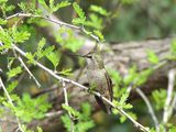 ANNA`S HUMMINGBIRD ( Female ) . THE RIPARIAN PRESERVE . GILBERT . ARIZONA . USA . 23.3.24.jpg