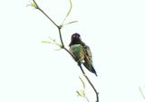 ANNA`S HUMMINGBIRD . LAYTON LAKES PARK . GILBERT . ARIZONA . USA . 26.3.24.jpg