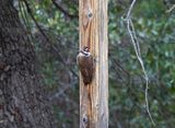 ARIZONA WOODPECKER ( Male ) .THE SANTA RITA LODGE . ARIZONA USA . 18.3.24 ..jpg