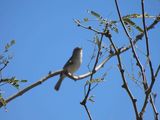 BELL`S VERIO . SWEETWATER . TUCSON . ARIZONA . USA . 19.3.24.jpg