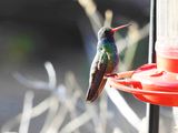 BROAD-BILLED HUMMINGBIRD . THE SANTA RITA LODGE . ARIZONA . USA . 18 . 3 . 24.jpg