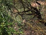 BUSHTIT . SWEETWATER . TUCSON . ARIZONA . USA . 19.3.24.jpg