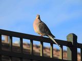 COLLARED DOVE . LAYTON LAKES PARK . GILBERT . ARIZONA . USA . 18.3.24.jpg