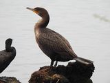 DOUBLE-CRESTED CORMORANT . THE RIPARIAN PRESERVE . GILBERT . ARIZONA . USA . 23.3.24..jpg