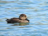GADWALL . THE RIPARIAN PRESERVE . GILBERT . ARIZONA . USA . 23.3.24.jpg