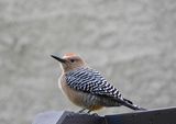 GILA WOODPECKER . LAYTON LAKES PARK . GILBERT . ARIZONA . USA . 24.3.24.jpg