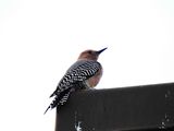 GILA WOODPECKER . LAYTON LAKES PARK . GILBERT . ARIZONA . USA . 26.3.24.jpg