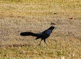 GREAT-TAILED GRACKLE ( Male ) . LAYTON LAKES PARK . GILBERT . ARIZONA . USA . 18.3.24.jpg