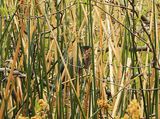 GREEN HERON . THE RIPARIAN PRESERVE . GILBERT . ARIZONA . USA . 23.3.24.jpg
