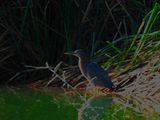 GREEN HERON . THE RIPARIAN PRESERVE . GILBERT . ARIZONA . USA . 25.3.23.jpg