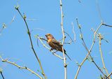 HOUSE FINCH . THE RIPARIAN PRESERVE . GILBERT . ARIZONA . USA . 23.3.24.jpg