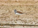 KILLDEER . THE RIPARIAN PRESERVE . GILBERT . ARIZONA . USA . 23.3.24.jpg